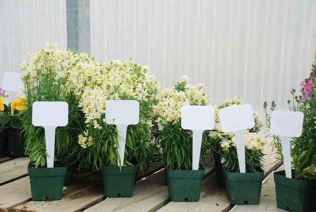 Petite plante en pot avec une étiquette Plante en pot de fleurs Linaria