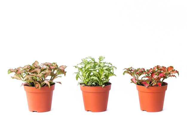 Photo petite plante en pot en plastique isolé sur fond blanc espace pour ajouter du texte concept d'économie d'énergie eco plants
