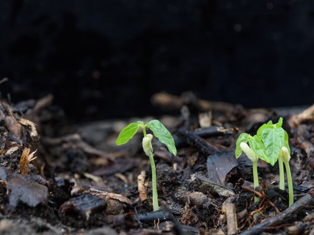 Petite Plante Poussant Hors Du Sol En Milieu Naturel Après La Pluie