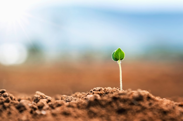 Petite Plante Poussant Sur La Terre Dans La Nature