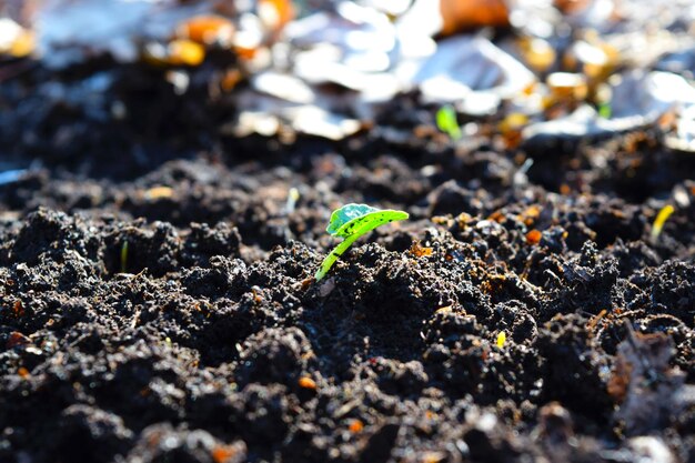 une petite plante pousse dans un tas de terre