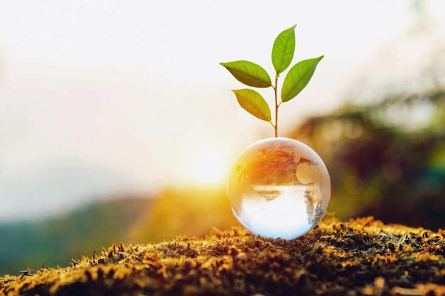 Photo une petite plante pousse à l'intérieur d'un globe de verre transparent