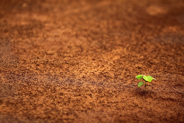 Une petite plante pousse seule sur le sol. Concept d'environnement et de nature