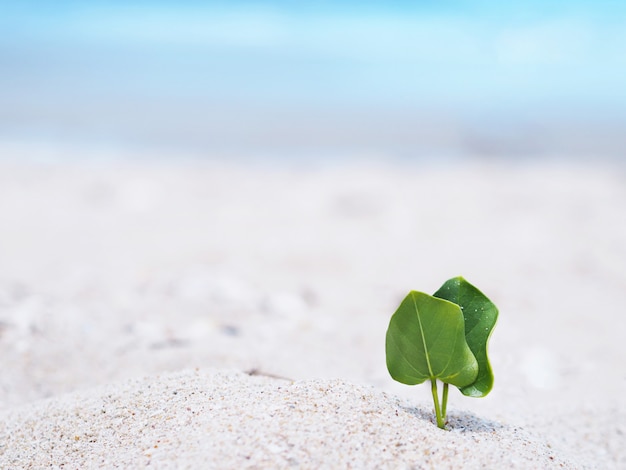 Petite plante poussent avec la forme de coeur de feuille sur la plage.