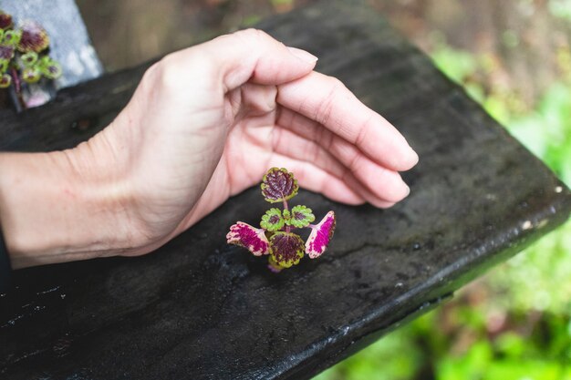 Petite plante avec protection de la main humaine. Concept de croissance et de soutien.