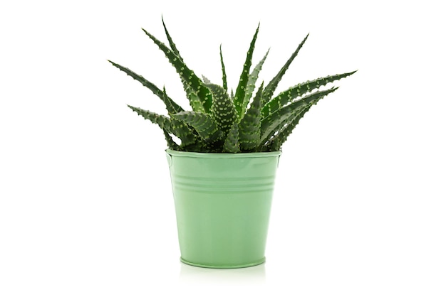 Petite plante succulente de cactus dans un pot en métal vert isolé sur fond blanc