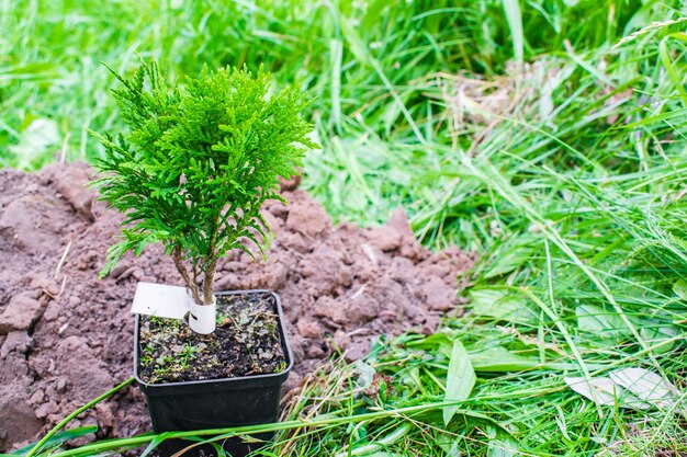 Une petite plante verte de conifères pousse du pot avec de la terre, au sol sur fond de nature d'herbe se préparant à planter dans le jardin, la forêt, le parc. Concept écologique, biologique et écologique.