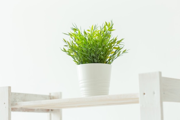 Une petite plante verte sur l'étagère blanche. Image intérieure.