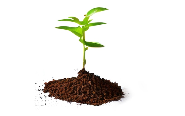 petite plante verte sur fond blanc