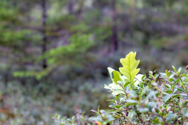 une petite plante verte sur un fond de forêt floue