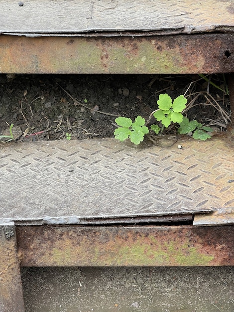 Petite plante verte poussant à travers des escaliers en métal rouillé