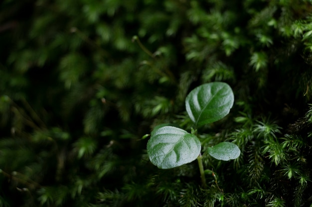 Photo petite plante verte pousse sur un lit de mousse luxuriante