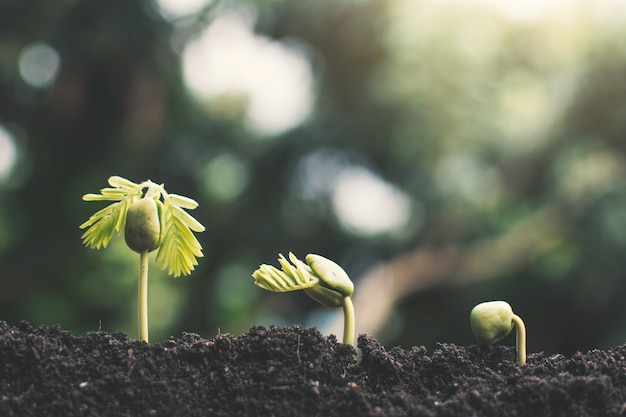 Petite plante verte qui grandit sur le sol