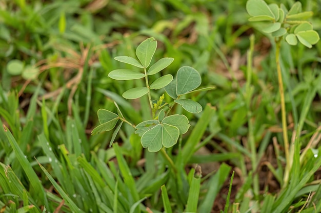 Petite plante verte