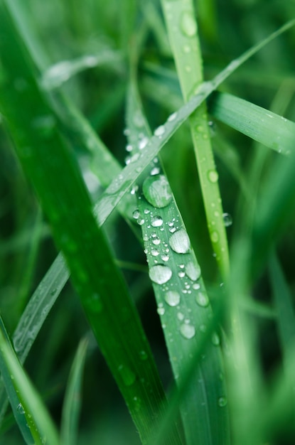 Petite pluie tombe sur l'herbe verte