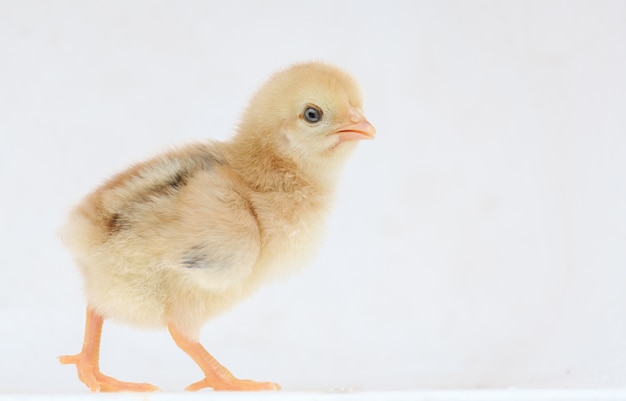 Petite poule sur fond avec espace copie