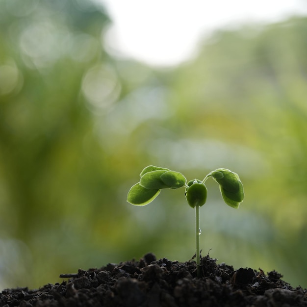 Petite pousse d'arbre de pluie poussant