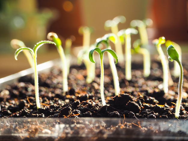 Une petite pousse dans un pot de tourbe. Germination des graines au printemps.