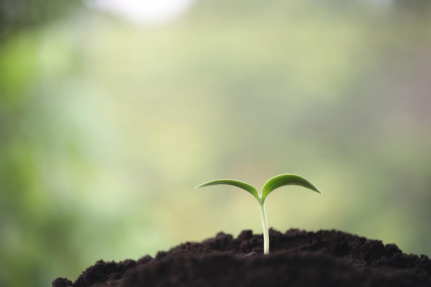 Petite pousse de jeune plante en croissance