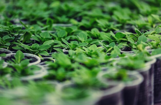 Petite pousse de printemps dans le jardin. Concept d'une vie verte. Contexte de l'écologie et de l'environnement.