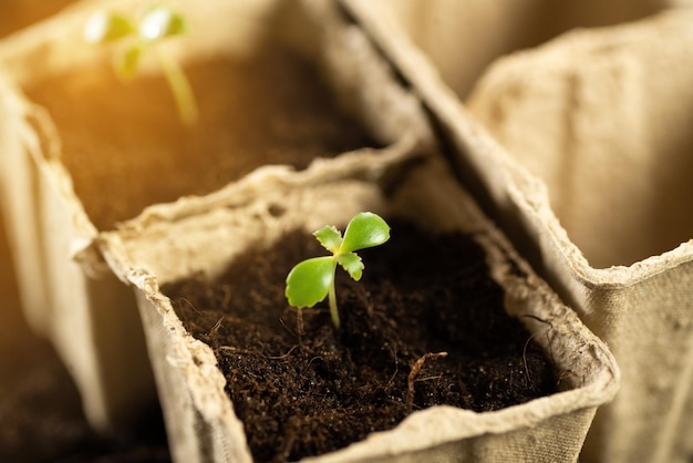 Une petite pousse verte dans un pot de tourbe sur le fond de la terre plantant des plantes au printemps en pleine terre Concept d'entretien écologique faisant germer des graines dans des pots de tourbe