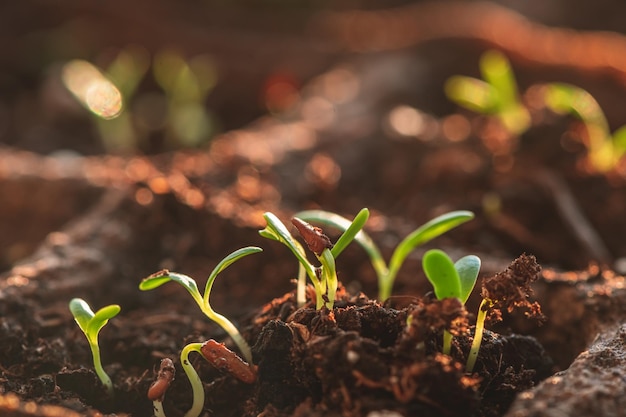 Une petite pousse verte dans un pot de tourbe plantant des plantes au printemps en plein sol