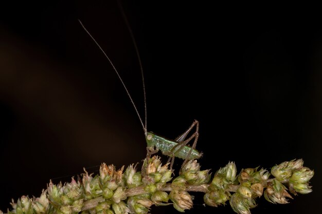 Petite prairie commune Katydid Nymphe de la tribu Conocephalini