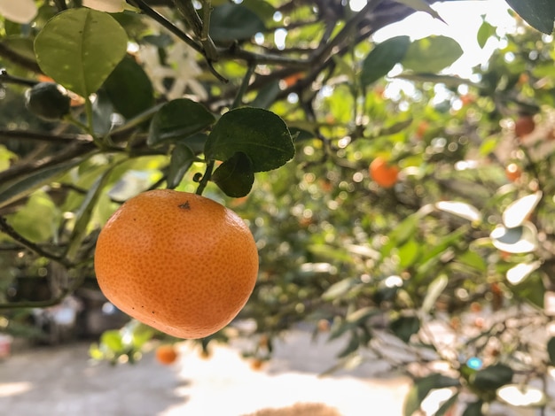 Petite récolte au goût acidulé de type orange provenant d&#39;une ferme rurale rurale.