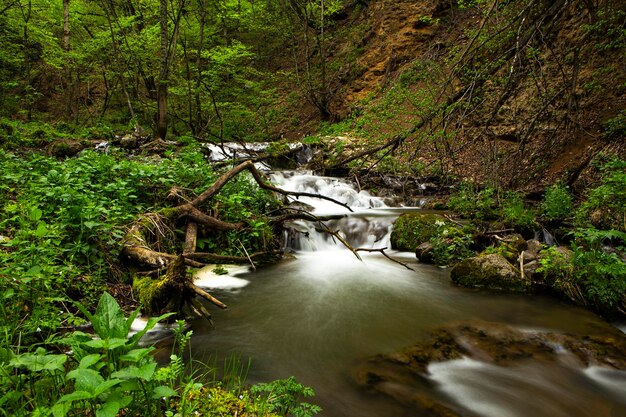 Une petite rivière au fond des forêts