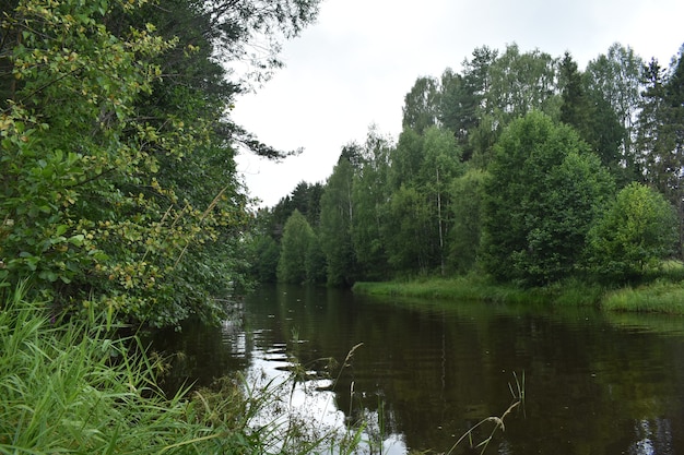 Une petite rivière coule parmi la forêt