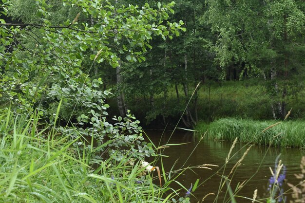 Une petite rivière coule parmi la forêt