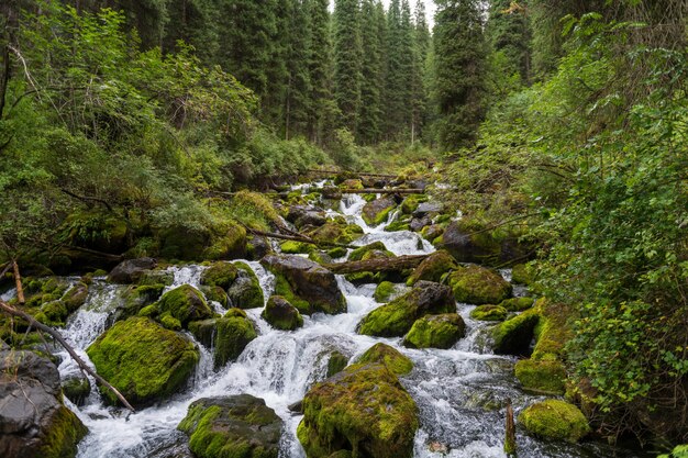 Une petite rivière dans la forêt en été