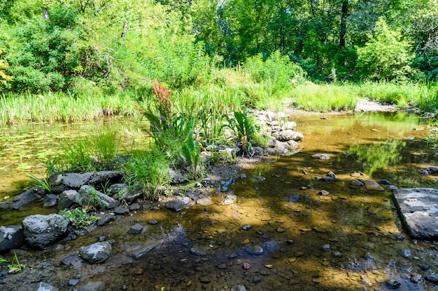 Petite rivière dans une forêt le jour d'été