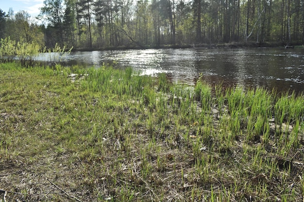 Petite rivière dans la forêt de mai