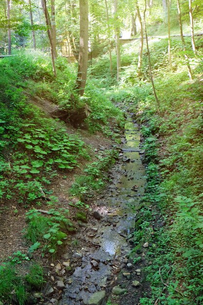 Petite rivière dans la forêt sauvage