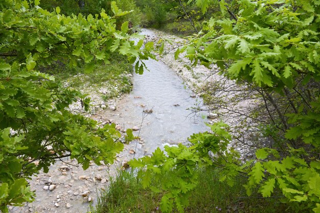 Petite rivière dans la forêt