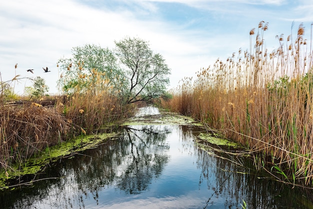 Petite rivière dans la réserve naturelle