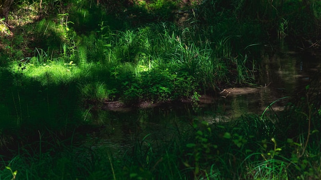 Petite rivière forestière ombragée aux berges herbeuses et aux reflets du soleil