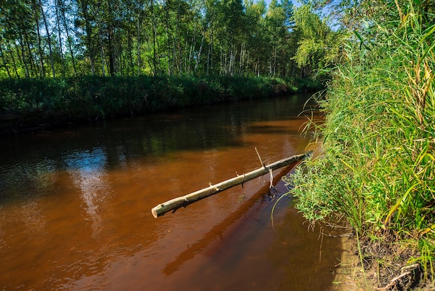 Petite rivière en forêt en journée ensoleillée. Eau brune avec espace de copie. Nature incroyable au soleil.