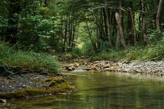 Petite rivière qui coule jette la forêt verte