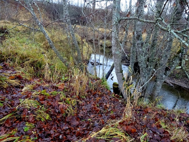 Une petite rivière sauvage avec des arbres tombés et beaucoup de rochers. Une petite rivière à truites en automne.