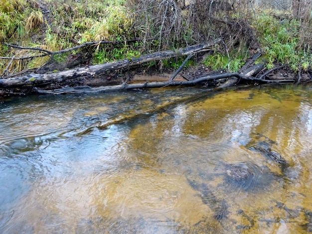 Une petite rivière sauvage avec des arbres tombés et beaucoup de rochers. Une petite rivière à truites en automne.