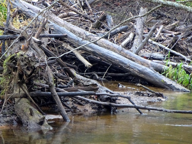 Une petite rivière sauvage avec des arbres tombés et beaucoup de rochers. Une petite rivière à truites en automne.