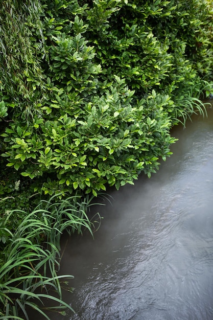 Petite rivière et végétation à la campagne