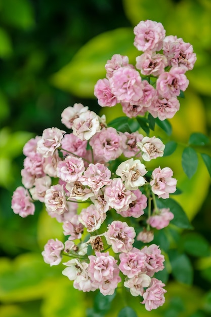 Photo petite rose plante à fleurir