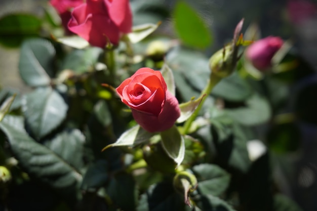 Petite rose rose dans le pot