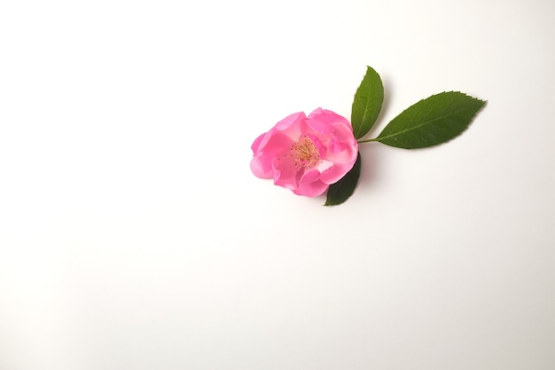 Petite rose rose ouverte et feuilles vertes isolées sur fond blanc.