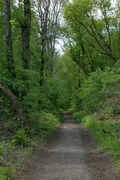 Une petite route dans la forêt verte