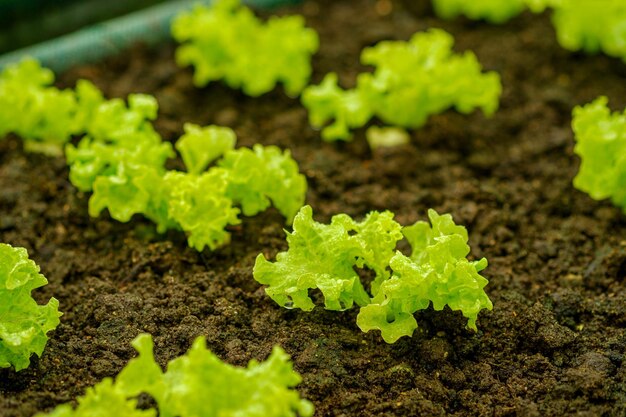 Petite salade dans les fermes bio