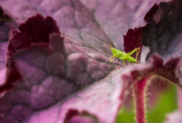 Photo une petite sauterelle verte sur une feuille violette de heuchere